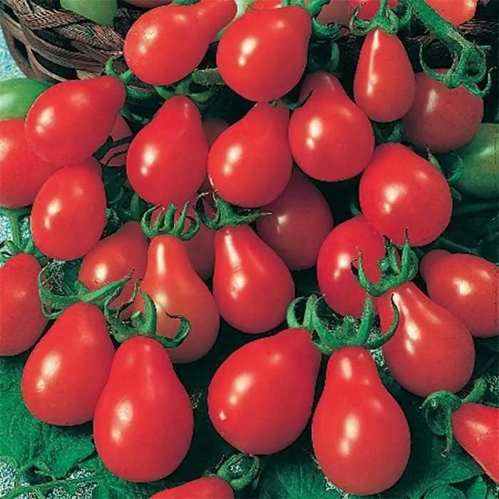 Red Pear Tomato Seeds - 10+ Heirloom Non-GMO - Lycopersicon esculentum - Sweet Pear-Shaped Tomatoes for Home Gardening