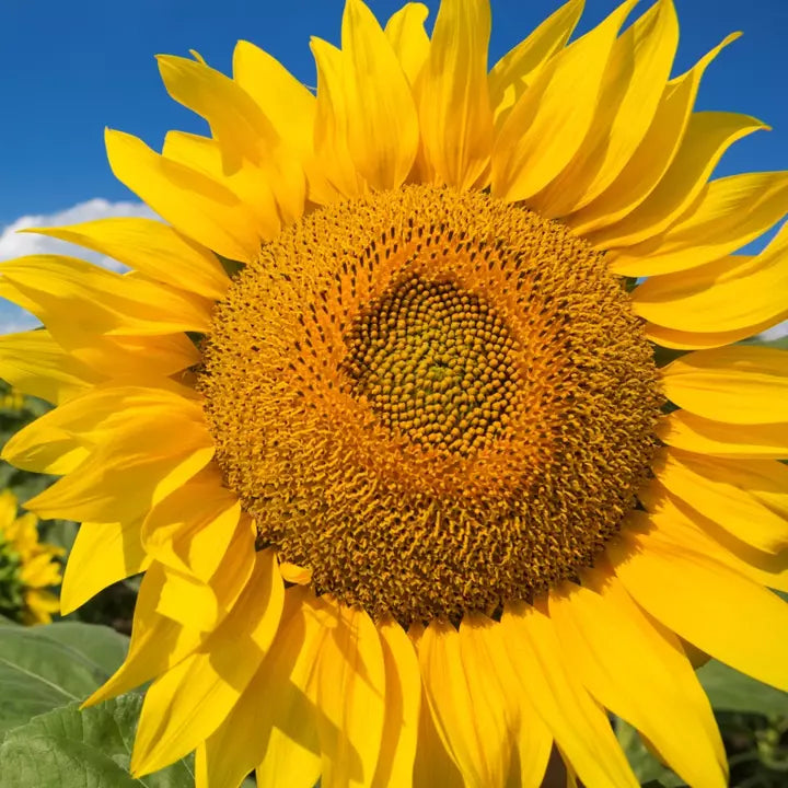 Mammoth Grey Stripe Sunflower Seeds, Pack of 50, Giant Russian Sunflower, Helianthus annuus, Non-GMO, Easy to Grow