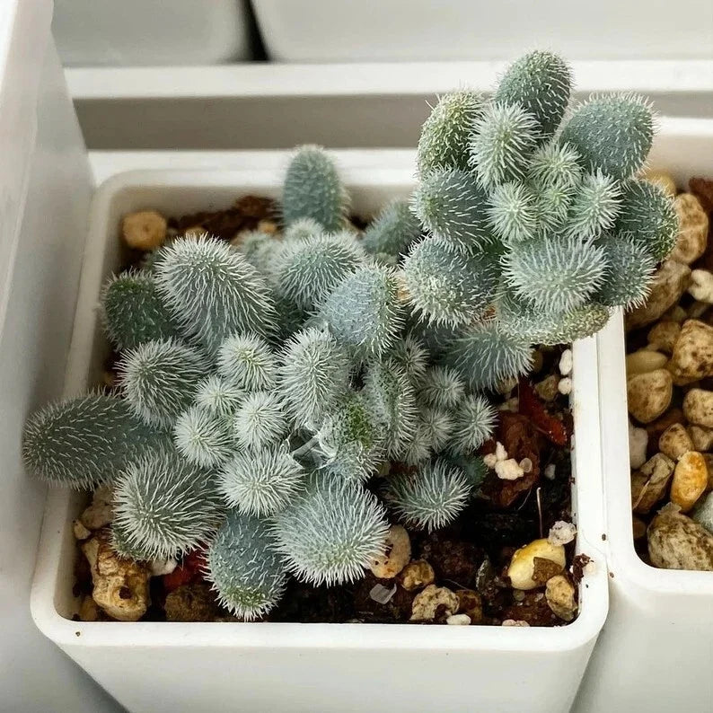 Sedum Seeds 100PCs Fuzzy Leaves Succulent Seeds Sedum mocinianum - Low Maintenance Garden Plant for Indoor Decor