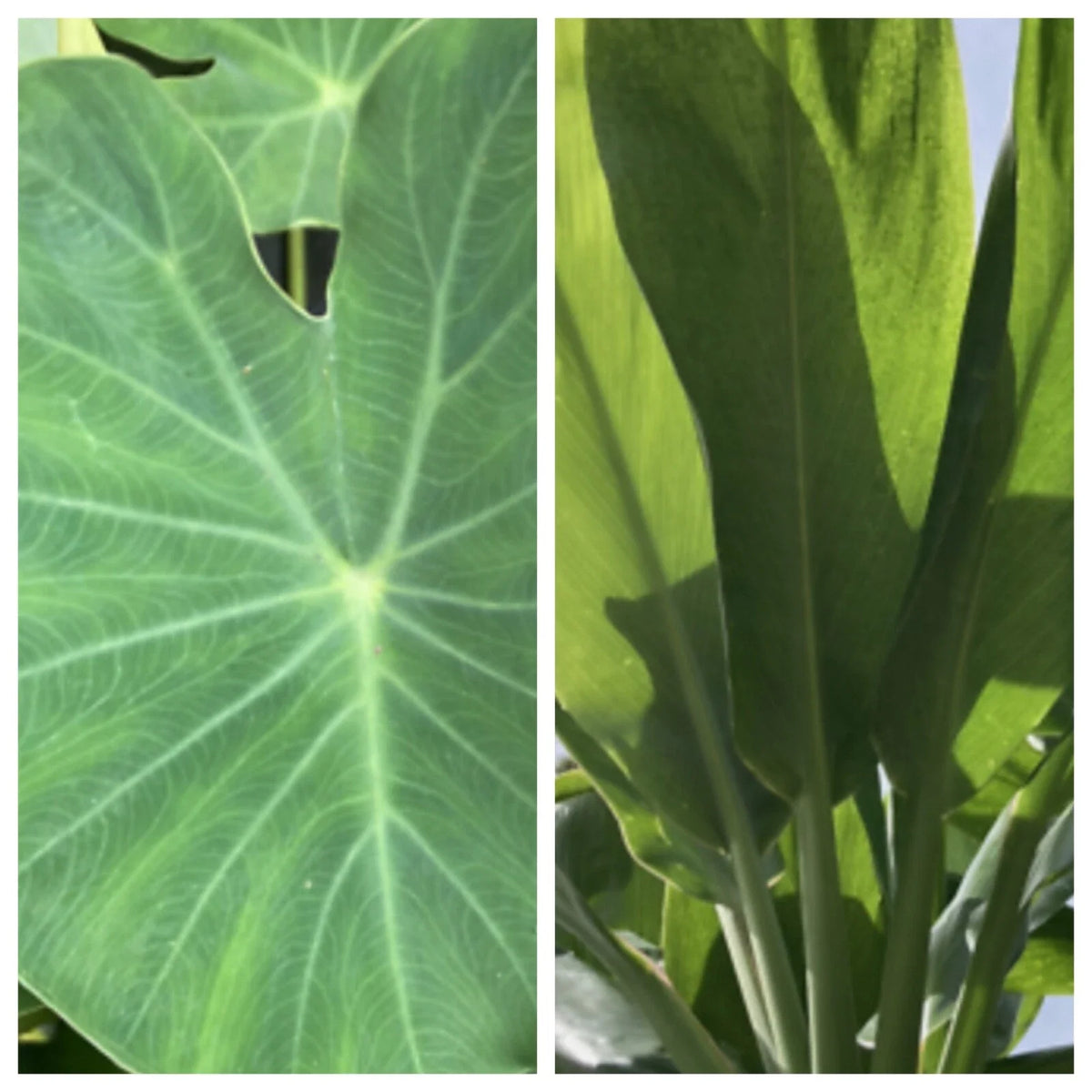 Taro Ti Laulau Box Set - 4" Pot - Colocasia esculenta & Cordyline fruticosa - Hawaiian Plants for Tropical Gardens