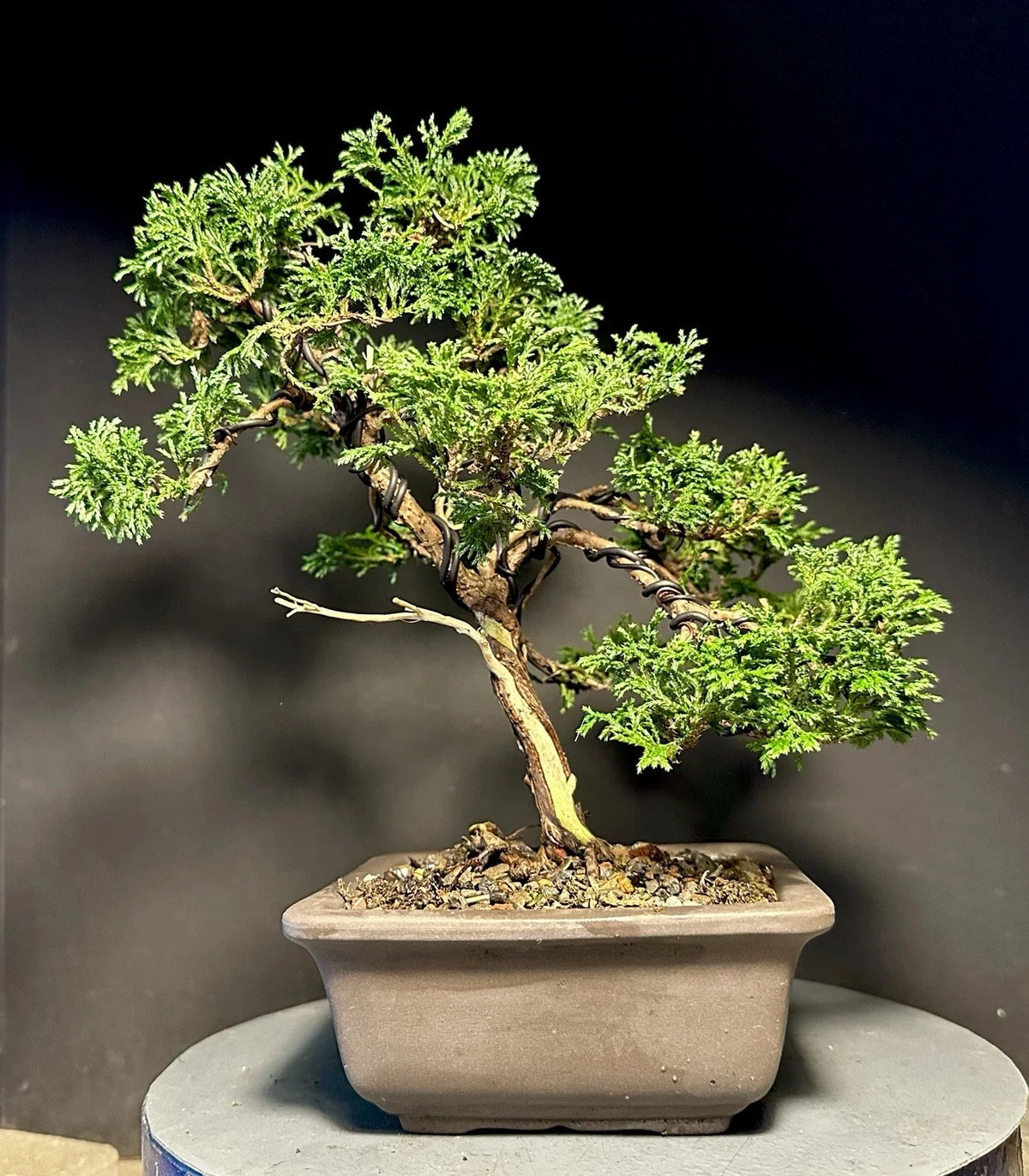 Mame Bonsai Tree 10.5” Chamaecyparis Pisifera Tsukumo Cypress in Japanese Pot - Live Plant for Indoor Outdoor Decor