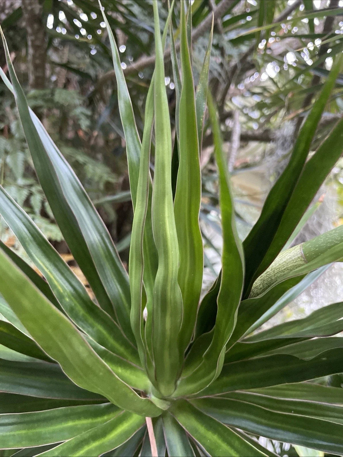 Dragon Tree Cuttings - 5 Hawaii Grown Dracaena Marginata - Indoor Bonsai Plants, Tropical Decor, Air Purifying
