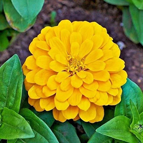 Zinnia Seeds Packet | Canary Bird Yellow | Heirloom Non-GMO | Zinnia elegans | Giant Flowers for Garden