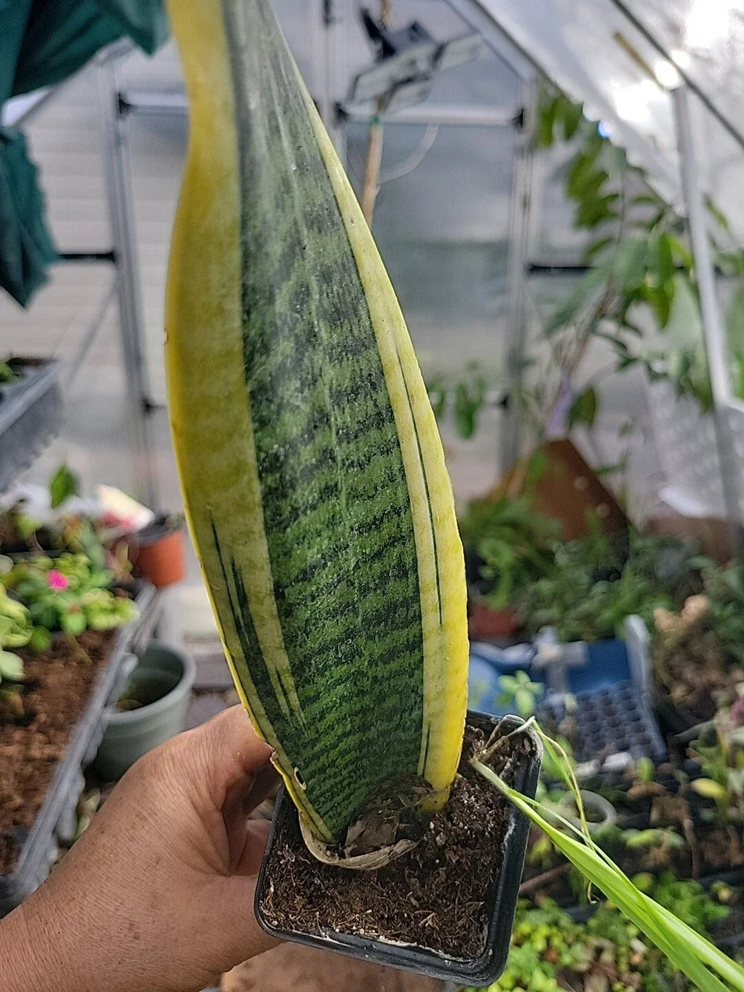 Sansevieria Plant 6-Inch Mother-in-Law's Tongue Sansevieria trifasciata Well-Rooted Indoor Houseplant
