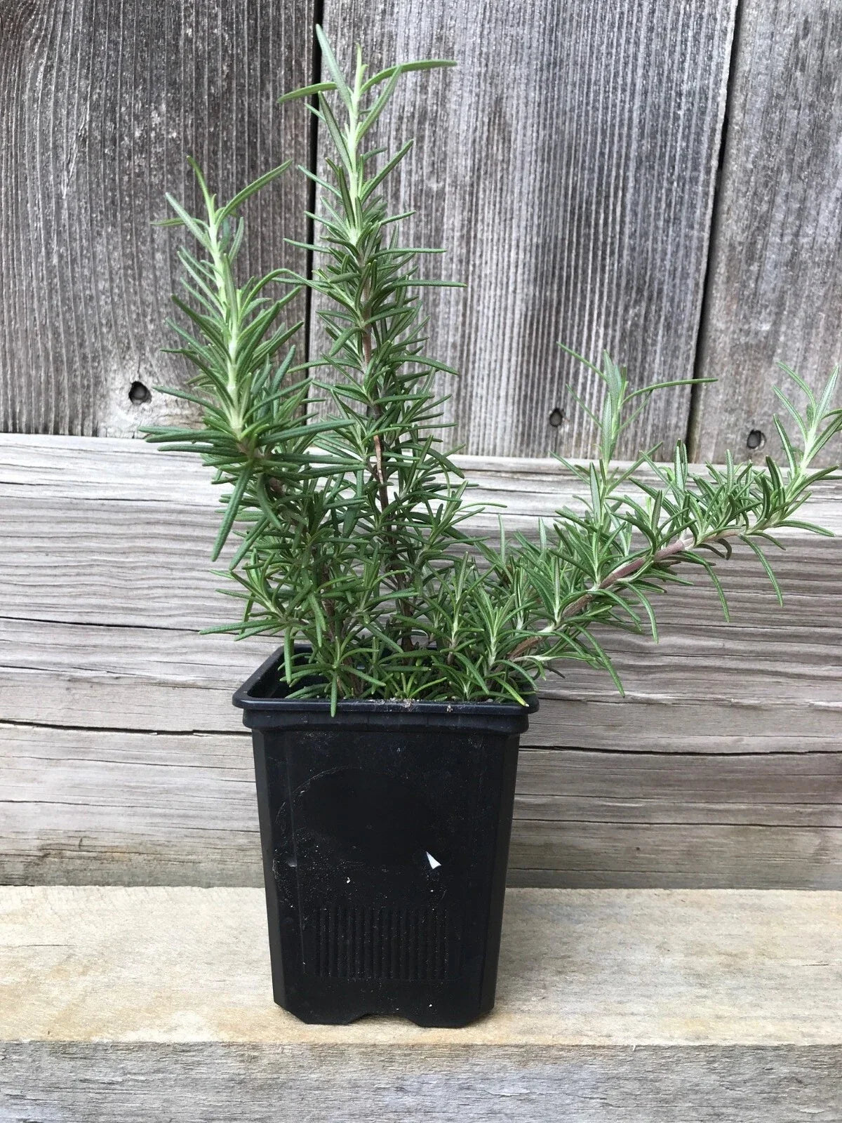 Live Rosemary Plants - 4 Bare Root Cuttings - Aromatic Culinary Herb - Salvia rosmarinus - Fresh & Low-Maintenance