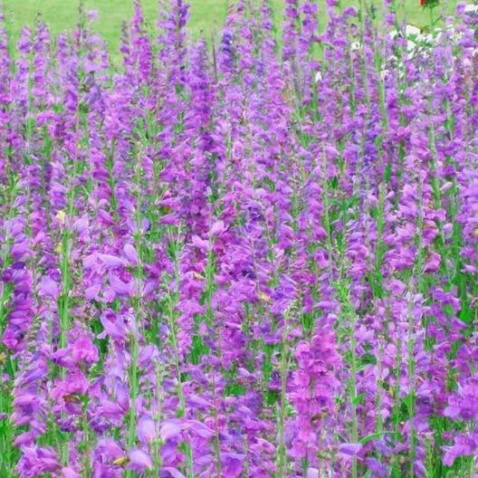 Penstemon Seeds - 500 Non-GMO Rocky Mountain Beardtongue - Attracts Hummingbirds, Easy to Grow, Penstemon strictus
