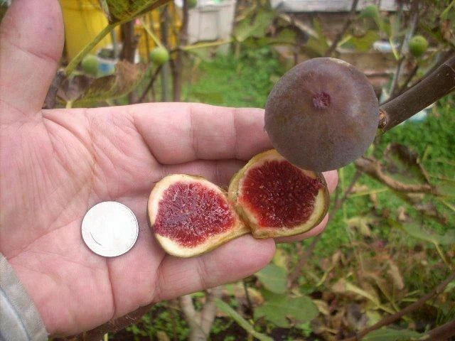 Fig Tree Cuttings, 6 Pieces, Col de Dame Grise, Ficus carica, Healthy and Hardy, Perfect for Home Gardening
