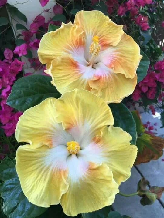 Light Yellow White Flower Seeds - 20 Perennial Bloom Seeds - Flower Variety 491 - Attracts Pollinators - Easy to Grow