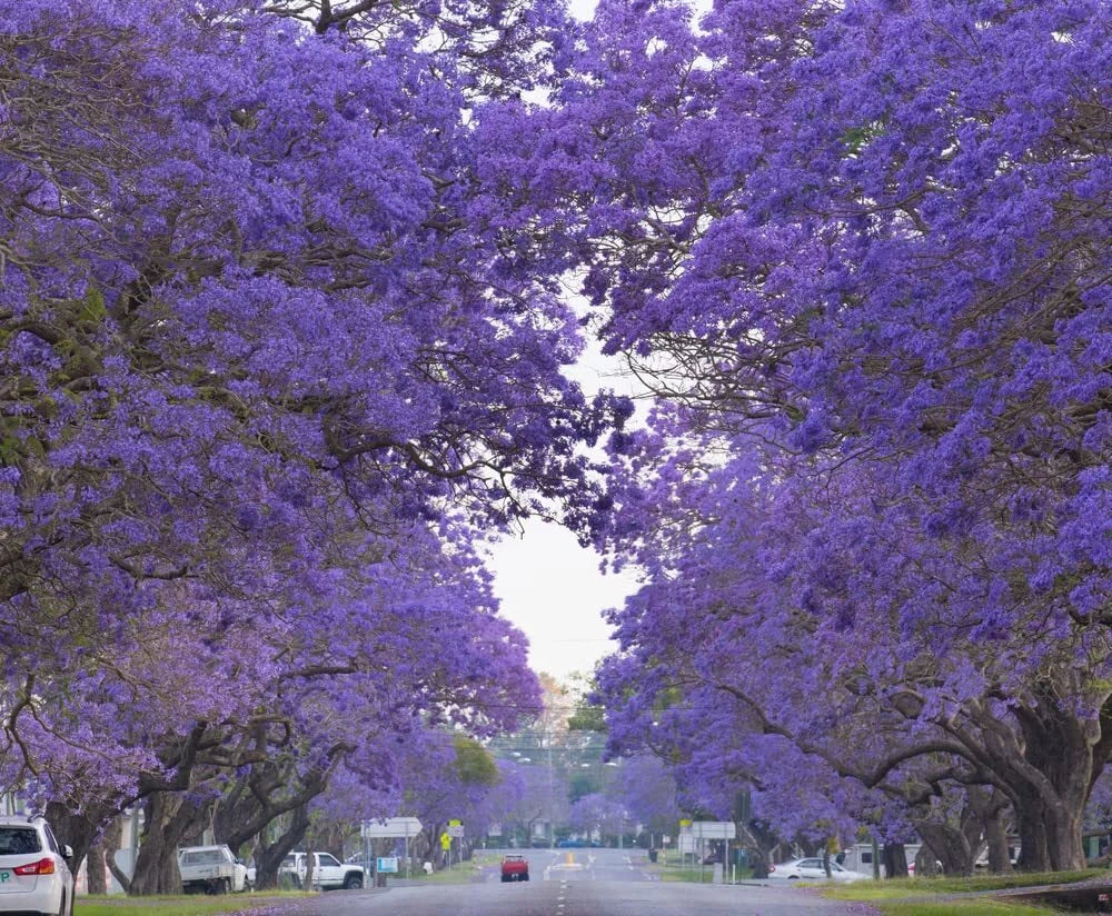 Blue Jacaranda Tree Seeds - 100 Seeds, Rare Blue Flowering Tree, Jacaranda mimosifolia, Easy to Grow for Stunning Gardens