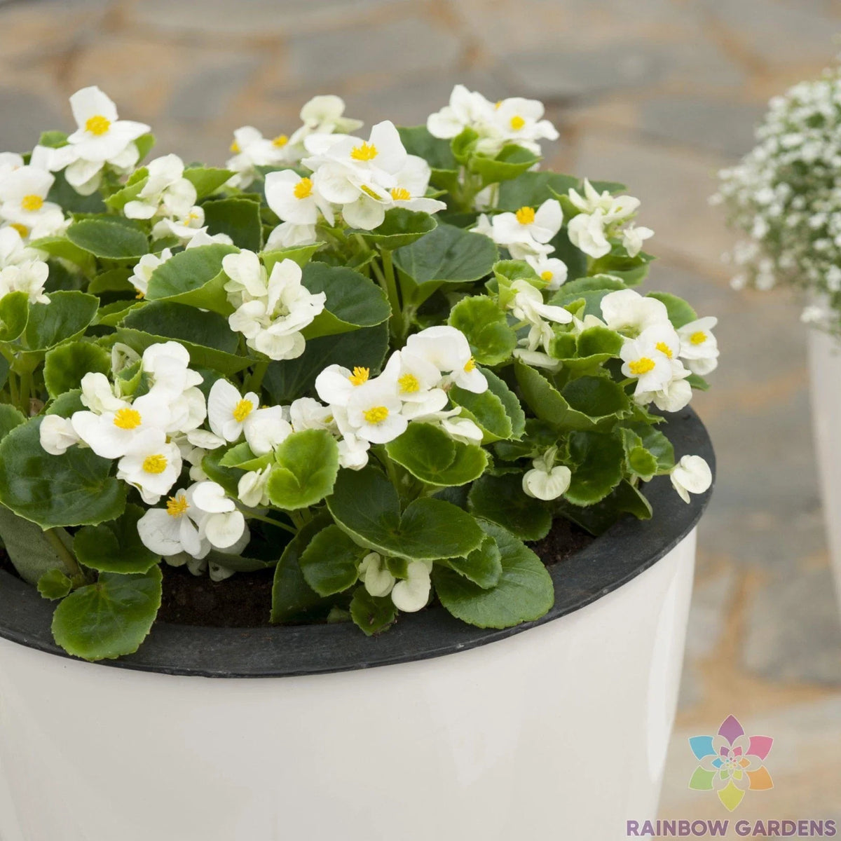 Ambassador White Begonia Seeds - 25+ Count - Begonia x tuberhybrida - Ideal for Garden Planting, Containers, Hanging Baskets
