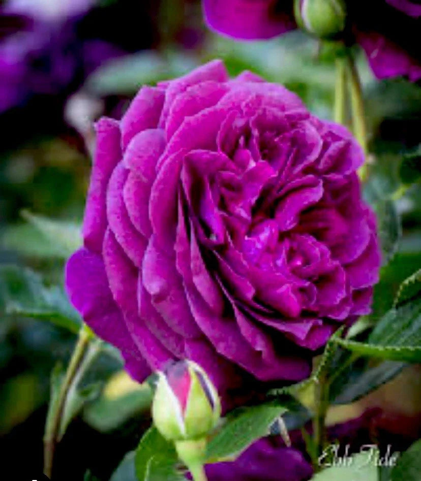 Velvet Magenta Fragrant Rose Cuttings - 6 Inch, 5 Cuttings - Rosa 'Velvet Magenta' - Elegant Garden Addition