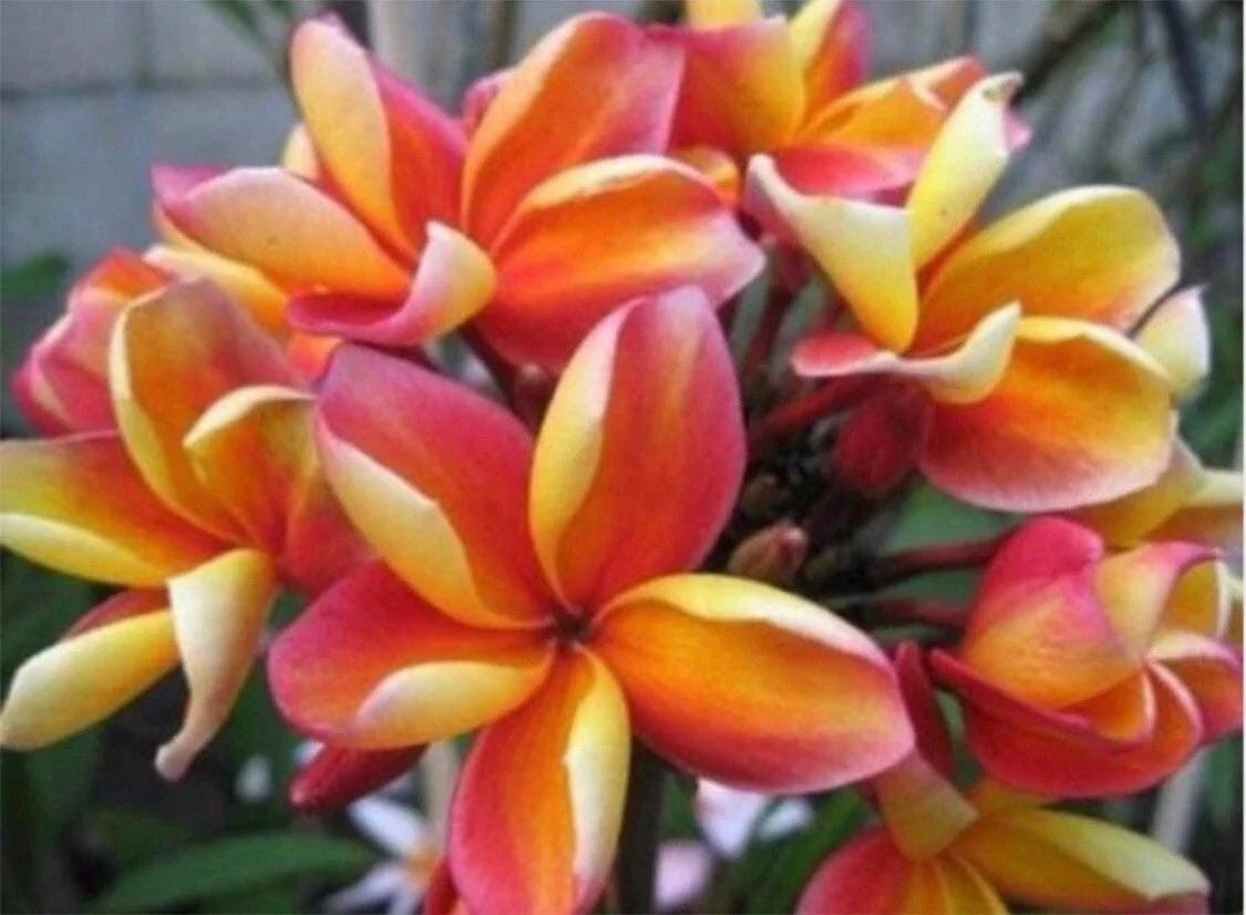 Rooted Plumeria Cutting 10" Maka'a Sunn, Fragrant Flowers, Tropical Plant, Plumeria spp.