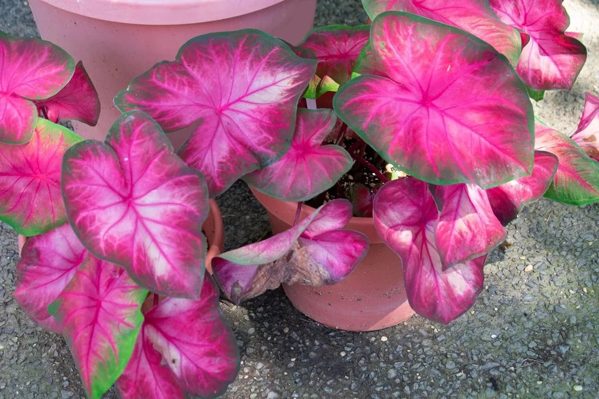 Caladium Bulbs - 6 Count - Rosebud Variety - Pink & Green Foliage - Caladium bicolor - Perennial Elephant Ears for Planting