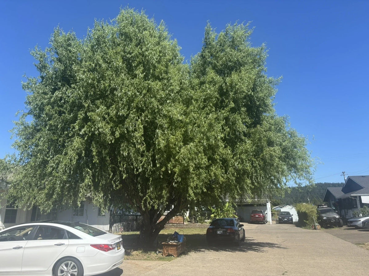 Corkscrew Willow Tree Cuttings - 10 Branches with Curled Leaves - Salix Matsudana 'Tortuosa' for Easy Propagation and Garden Design
