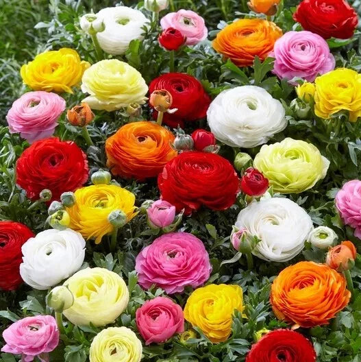 Ranunculus Seeds Packet 100+ | Persian Buttercup | Ranunculus asiaticus | USA Grown | Spring Planting
