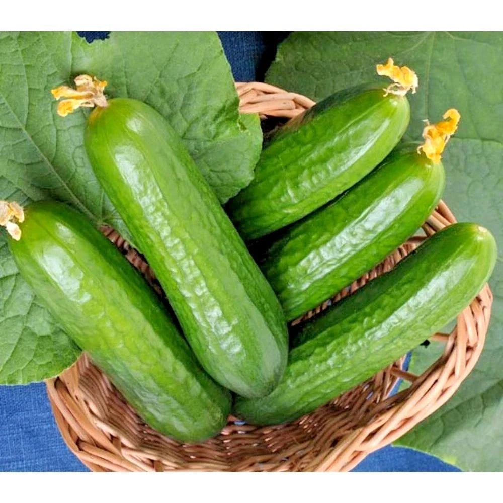 Wisconsin SMR 58 Cucumber Seeds - 30+ Non-Hybrid Vegetable Garden Seeds - Cucumis sativus - Ideal for Container Gardening