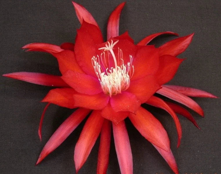 Epiphyllum Orchid Cactus Cutting - Cosmic Queen Variety - Epiphyllum spp. - Healthy Propagation Cuttings for Gardens