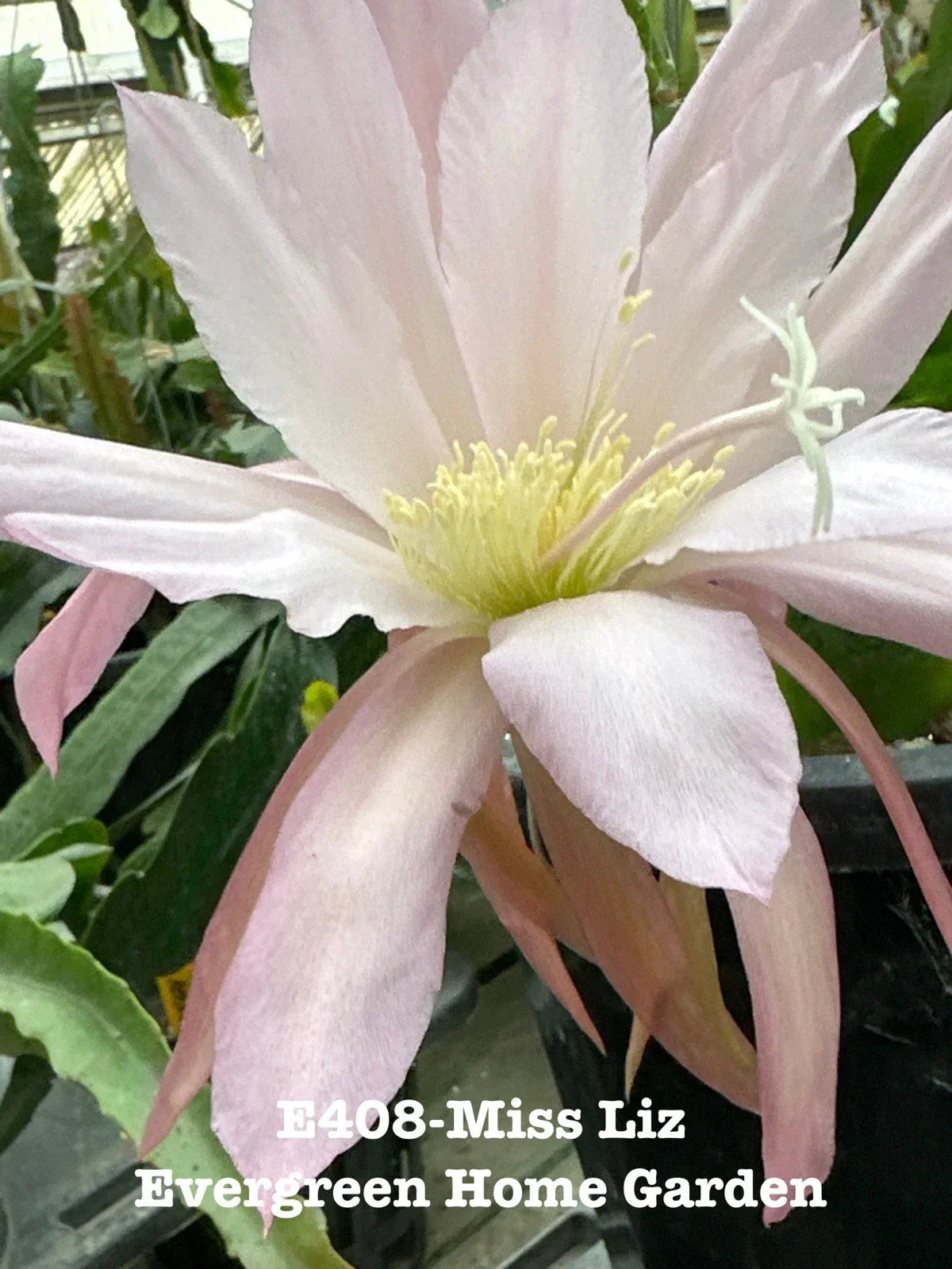 Rooted Epiphyllum Orchid Cactus "Miss Liz" 4” Starter Pot - Easy Care Tropical Indoor Houseplant, Unique Succulent, Epiphyllum anguliger