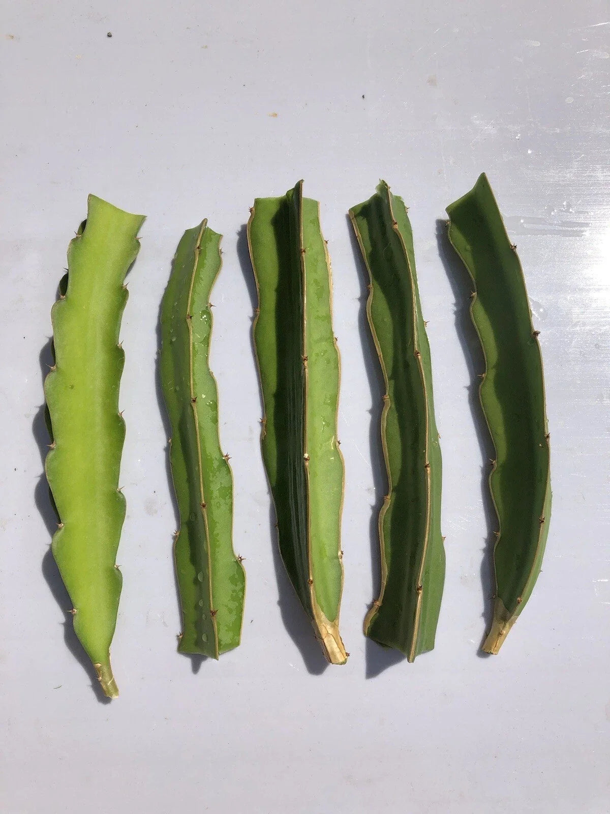 5pcs White Dragon Fruit Cuttings 6” Pitaya Cactus Hylocereus undatus - Fresh Planting Cuttings for Home Gardening