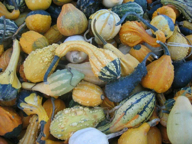 Small Fancy Mix Gourd Seeds - 20 Pack - Decorative Gourds Variety - Cucurbita pepo - Non-GMO, Easy to Grow for Crafts