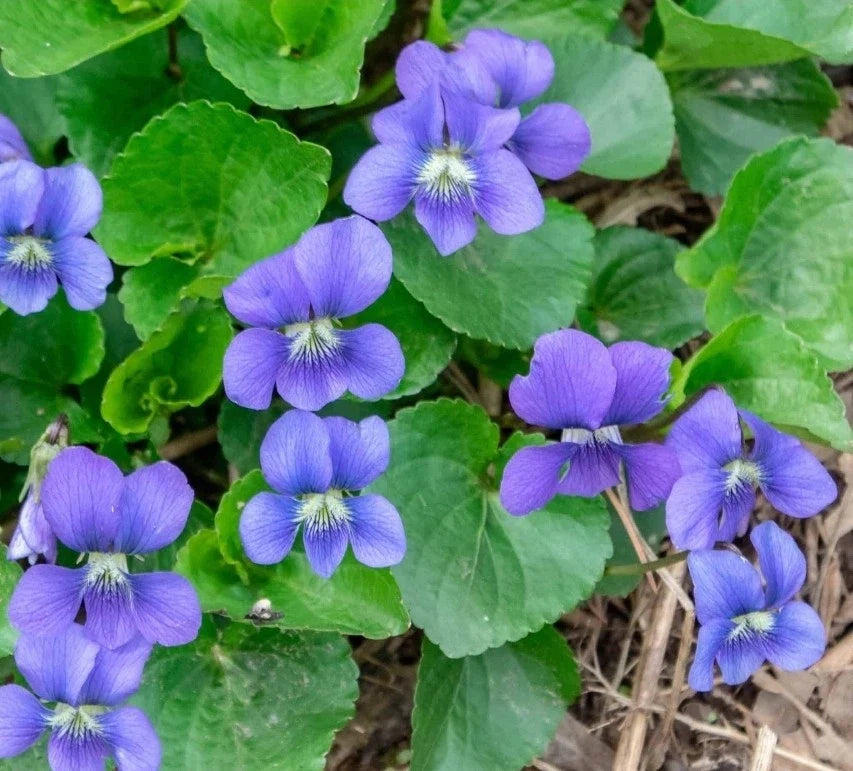 Organic Violet Seeds 20 Count - Native Purple Viola sororia - USA Grown, Pollinator Friendly Garden Plants