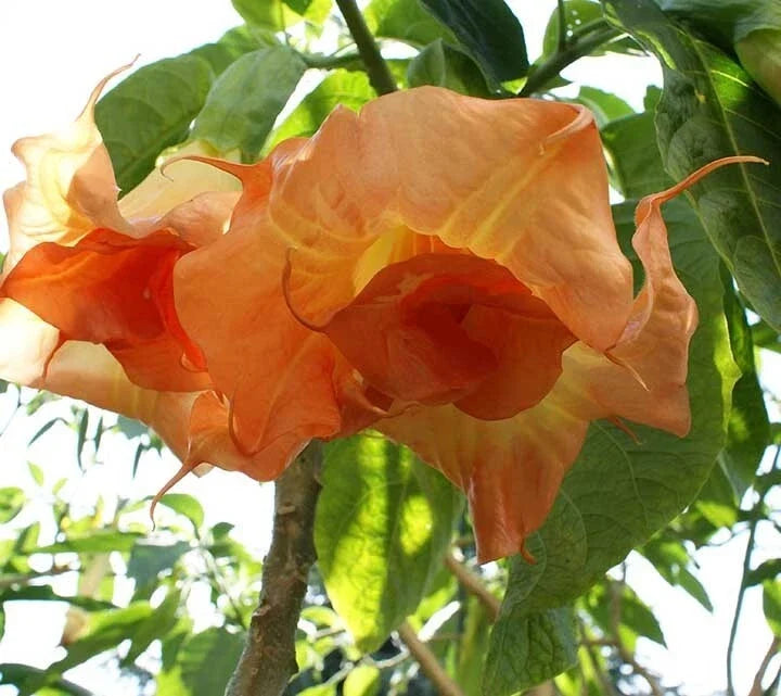 Angel Trumpet Seeds - 10-Pack Brugmansia Datura - USA Grown - Fragrant Flowering Plants for Tropical Gardens