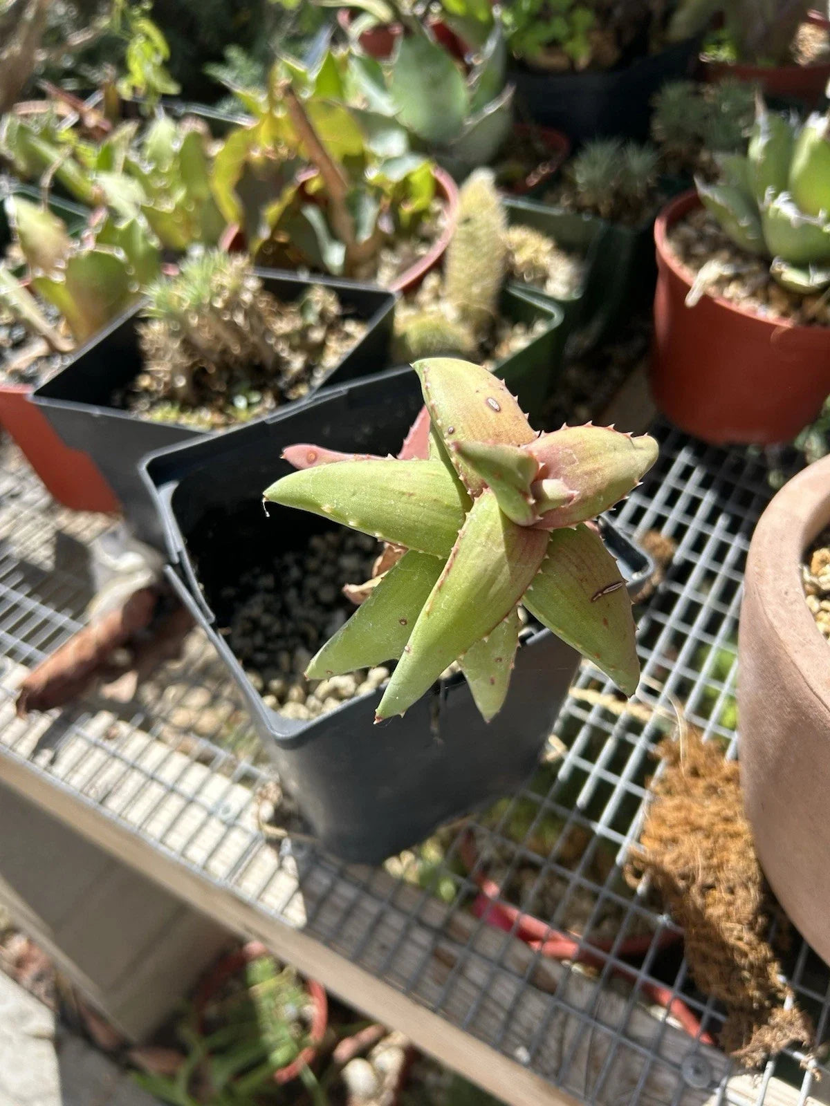 Aloe Pearsonii Rooted Cutting - Easy Care Succulent Plant - Indoor Outdoor Decor - Aloe pearsonii - Unique Green Leaves