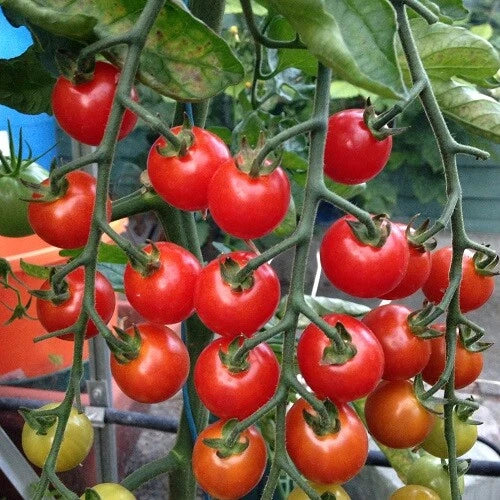 Supersweet 100 Tomato Seeds | Non-GMO F1 Hybrid | Organic Heirloom | Solanum lycopersicum | Perfect for Home Gardening