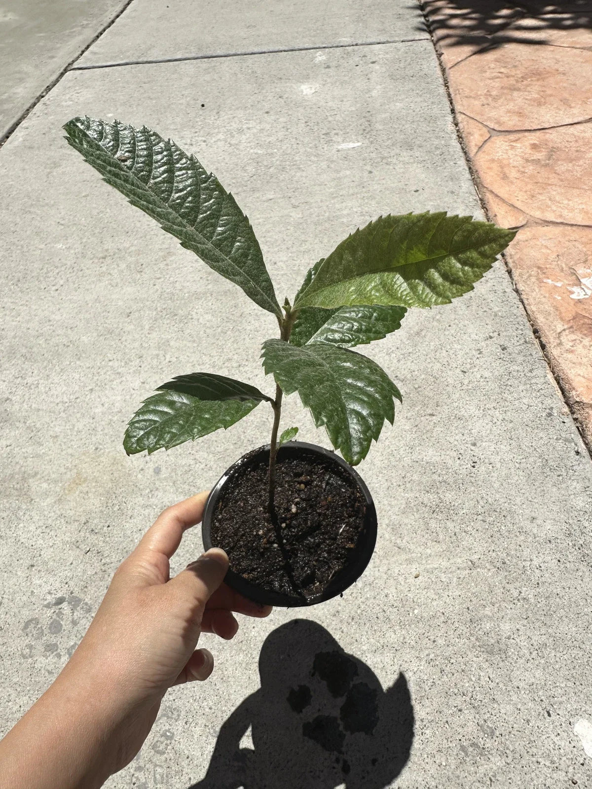 Loquat Tree Live Plant 4” Pot Eriobotrya japonica Sweet Fruit Evergreen