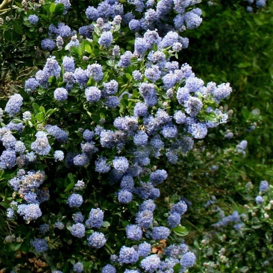 Skyland Lilac Seeds - 25 Perennial Seed Pack - Purple Flowers - Syringa vulgaris 'Skyland' - USA Grown