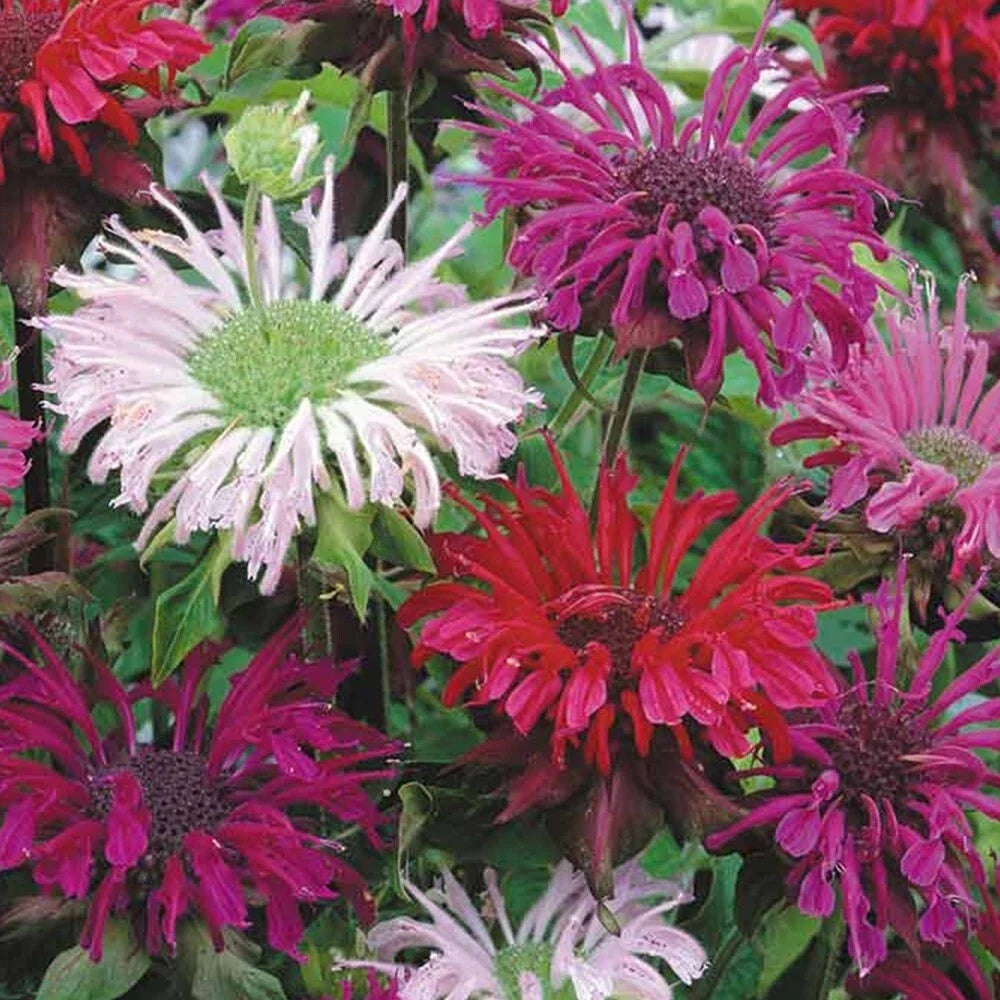 Bee Balm Seeds 25 Count - Monarda Panorama Mix, Perennial Herb for Pollinators, Attracts Bees & Hummingbirds