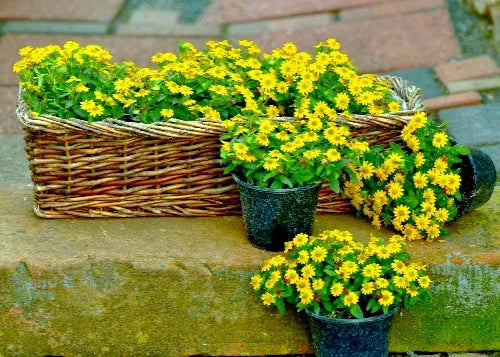 Creeping Zinnia Flower Seeds - 500 Bulk Ground Cover Seeds - Zinnia angustifolia - Vibrant Rock Garden Blooms