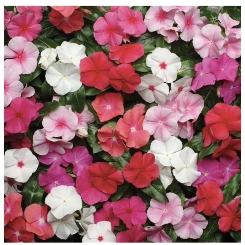 Vinca Seeds - 25 Pack - Pacifica XP Mix - Colorful Annual Flowers - Catharanthus roseus - Drought-Tolerant Garden Plants