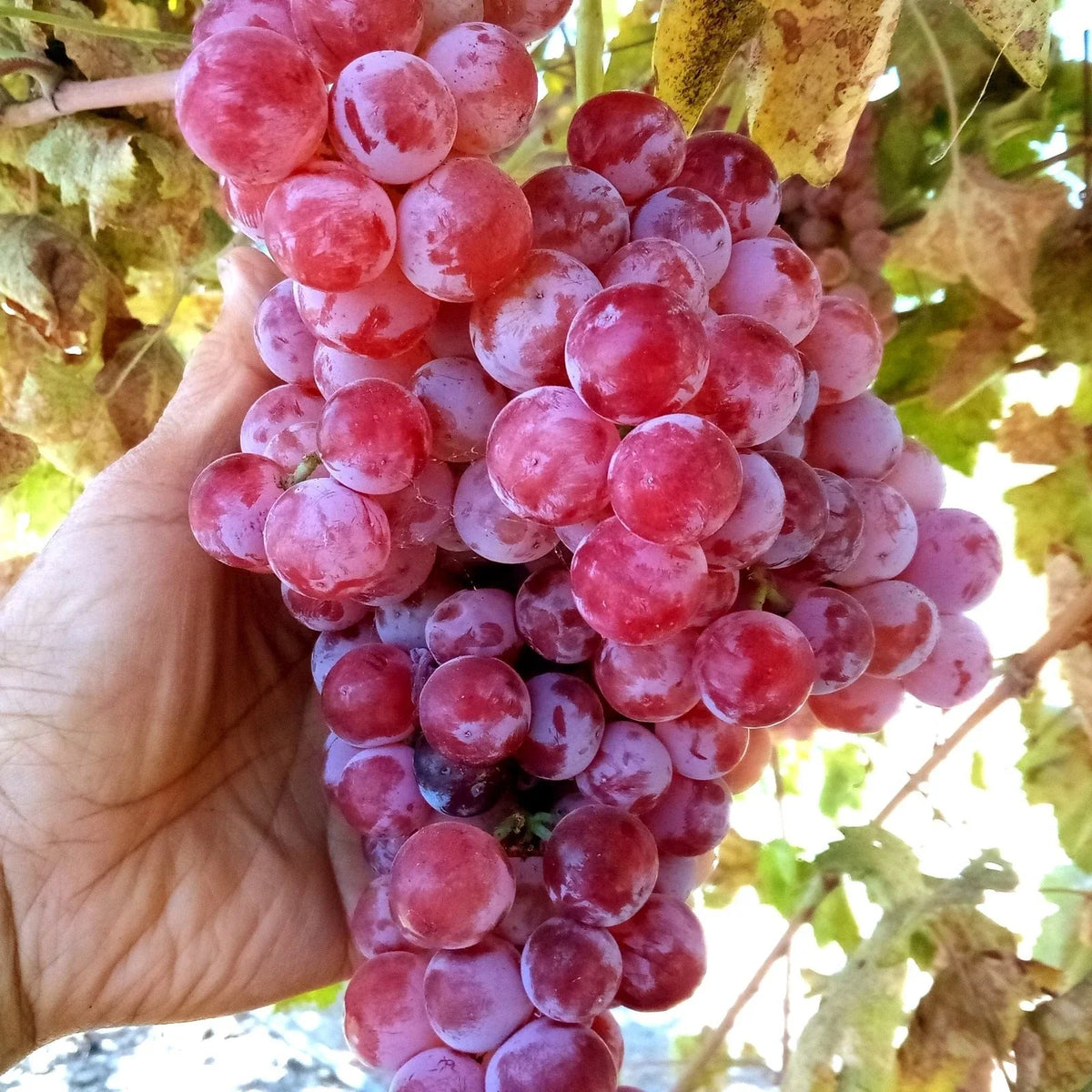 Globe Seedless Grape Vine Cuttings - Bulk Thin Cuttings (50) - Vitis vinifera - Ideal for Propagation and Home Gardening