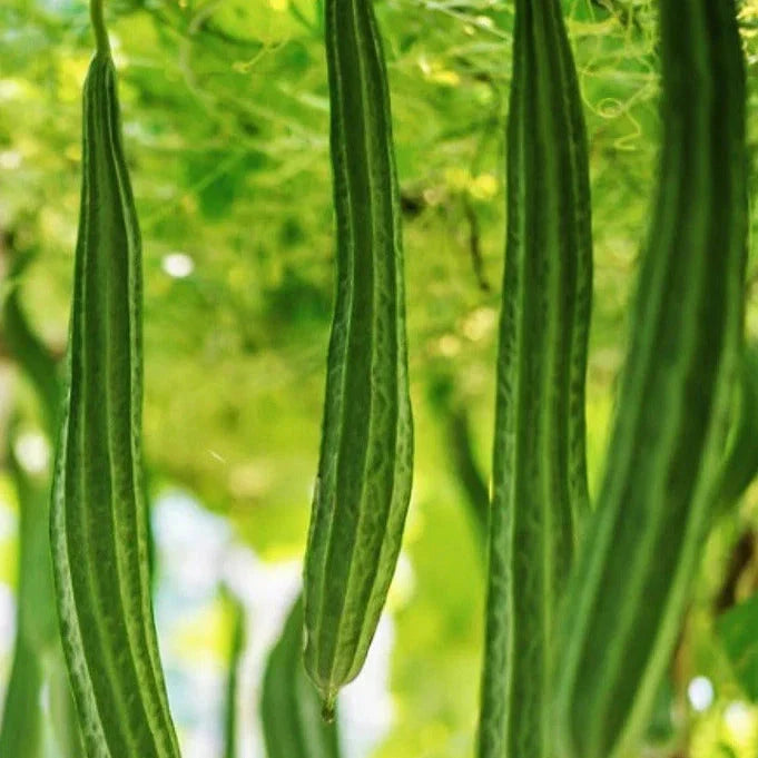 Angled Luffa Gourd Seeds - 20+ Count - Ridged Luffa (Luffa acutangula) for Home Gardening and Culinary Use