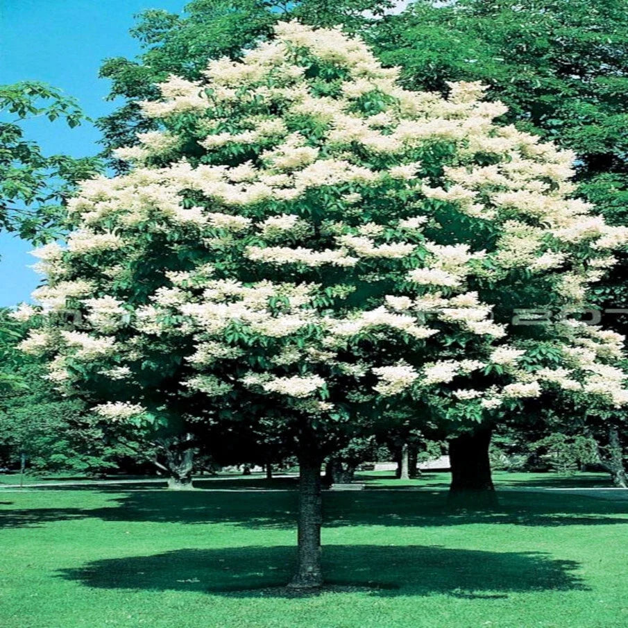 Japanese White Lilac Tree Seeds - 25 Cold Hardy Flowering Seeds - Attracts Butterflies & Hummingbirds - Syringa reticulata