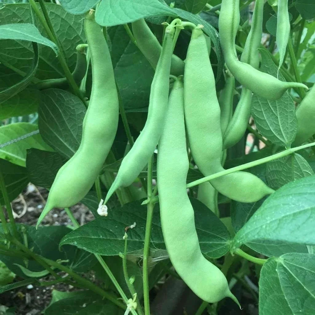 Green Bean Seeds - 50 Pack - Roma II Variety - NON-GMO - Phaseolus vulgaris - Easy to Grow for Home Gardens