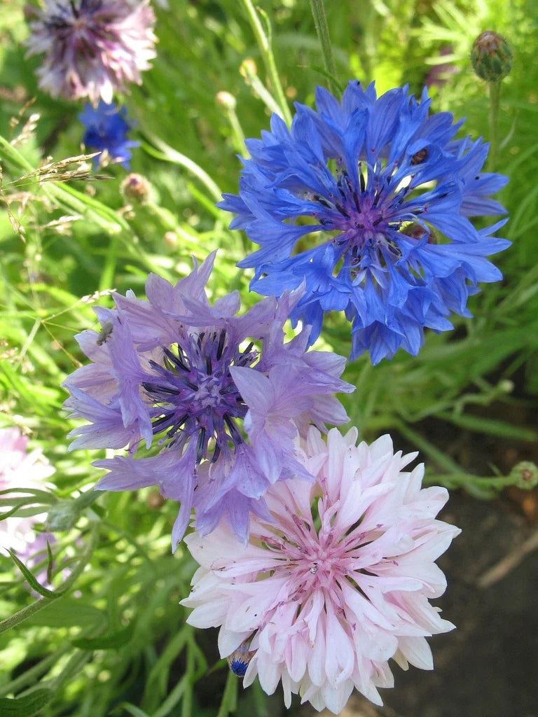 Bachelor Buttons Seeds Mix - 175 Seeds - Blue Pink White - Centaurea cyanus - Non-GMO Wildflower Garden Seeds