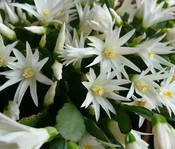 Easter Cactus Plant - 4-Inch Rooted White Spring Sunrise - Rhipsalidopsis Hatiora - Indoor Low Light, Pet Safe, Easy Care