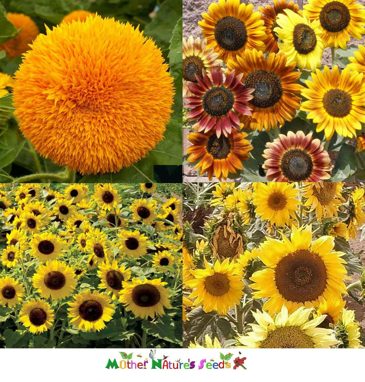 Dwarf Sunflower Seeds Mix - 50 Non-GMO Seeds for Butterflies, Bees, & Goldfinches - Helianthus annuus