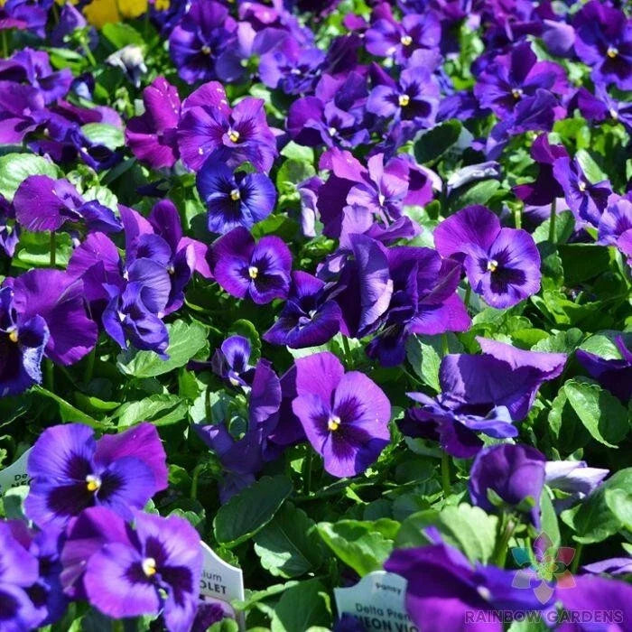 Neon Violet Pansy Seeds 200 Pack - Viola tricolor - Vibrant Flowering Annual for Garden Planting