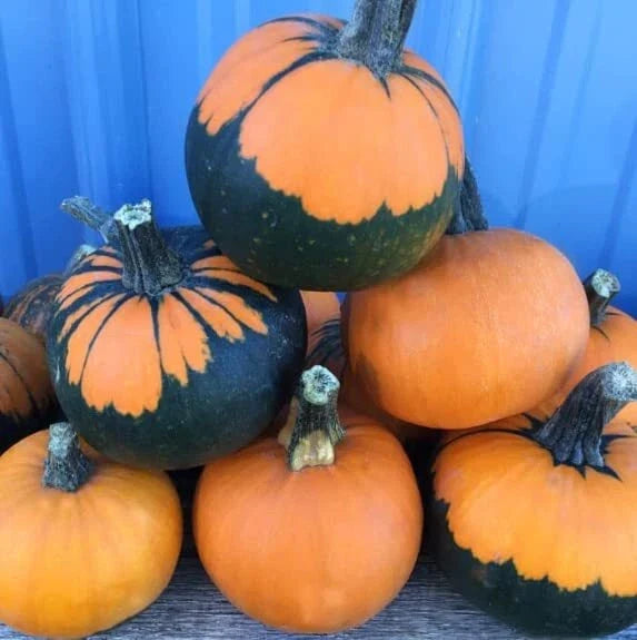 Batwing Pumpkin Seeds 10 Pack - Black Cape Variety (Cucurbita pepo) for Gardening & Halloween Decor