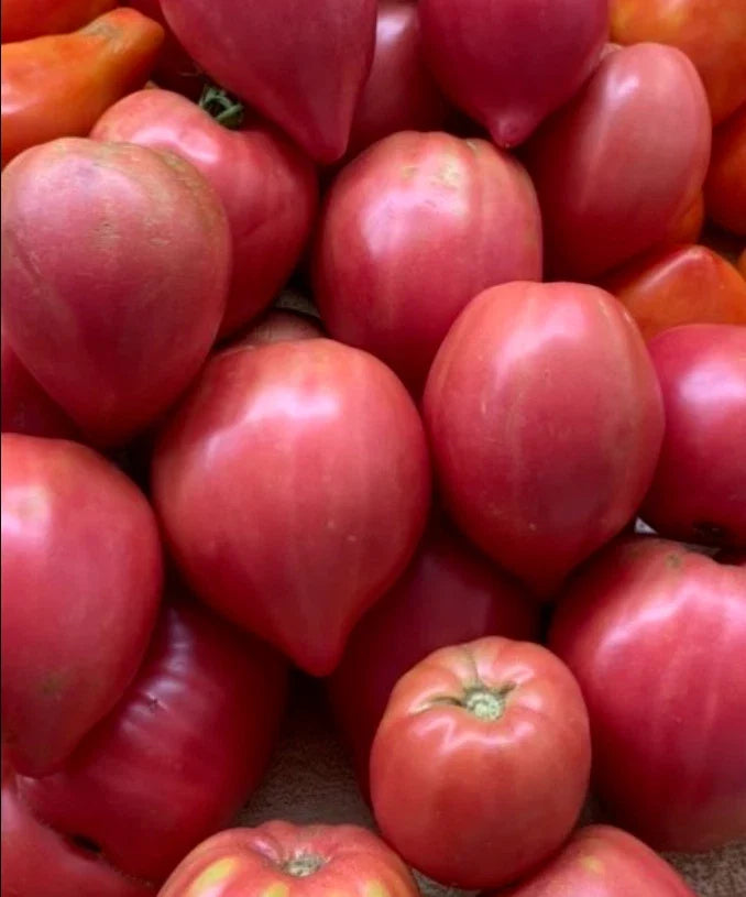 Tomato Seeds Mix 100 Count OXHEART Heirloom Non-GMO Indeterminate Solanum lycopersicum for Canning and Sauces