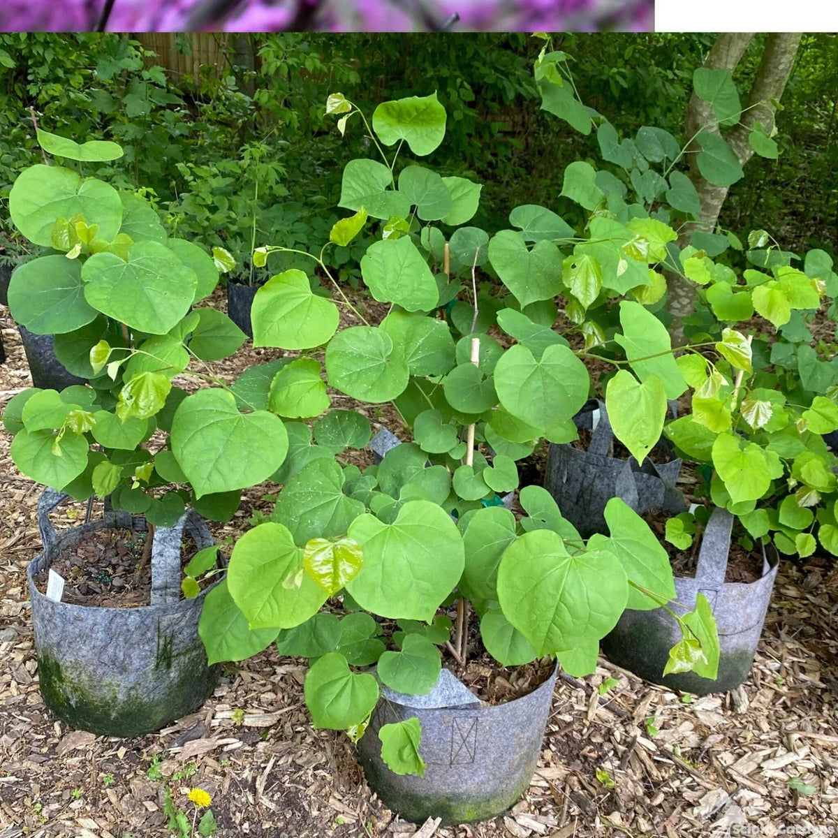 Eastern Redbud Tree 1-2 Year 8"-20" Pink Blooms Cercis canadensis - Ornamental Garden Tree, Attracts Pollinators