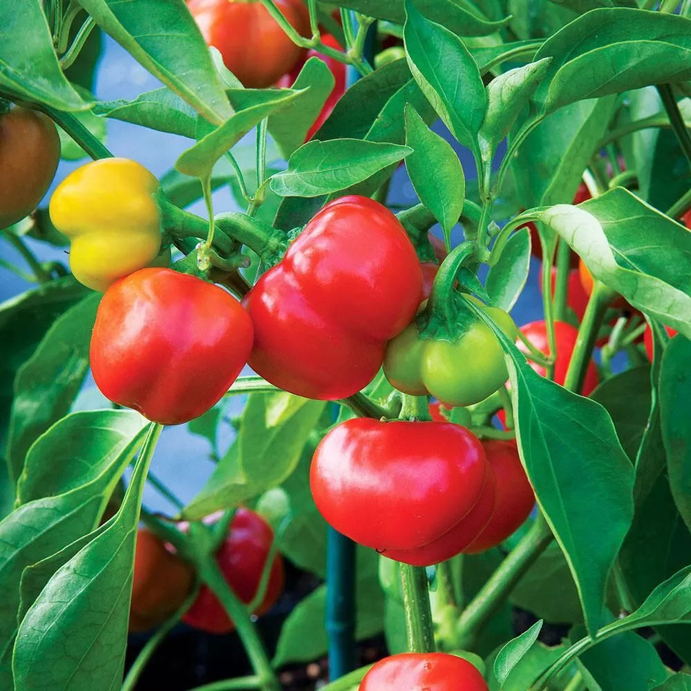 Pimento Red Pepper Seeds Set of 20+ | Capsicum annuum | Heirloom Vegetable Garden Seeds for Home Growing