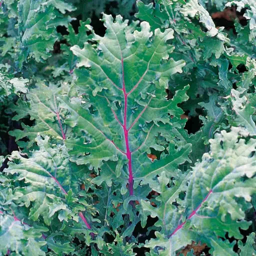 Red Kale Microgreen Seeds 16 Ounces - Brassica oleracea Var. Sabellica - Non-GMO, Organic Sprouting Seeds for Home Gardening