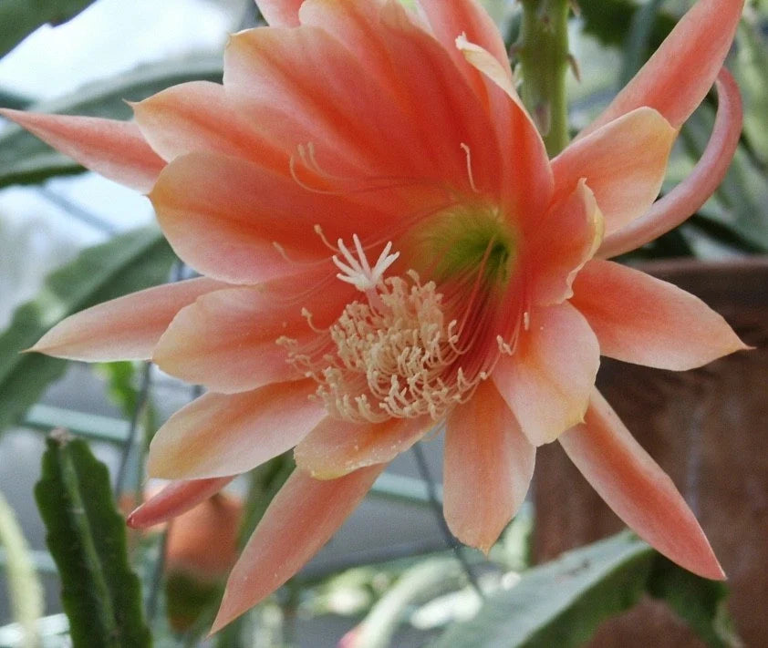 Epiphyllum Orchid Cactus Cutting, MOR MOR Variety, Indoor Plant, Succulent Gardening, Epiphyllum spp.