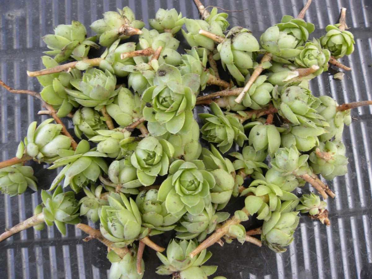 Lot of 50 Succulent Plants - Hens & Chickens 1-Inch Chicks - Sempervivum tectorum - Hardy Perennial for Indoor or Garden Decor