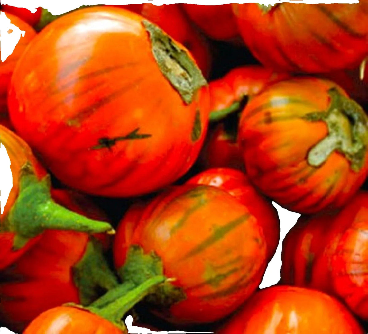 Turkish Orange Eggplant Seeds - 20 Non-GMO Heirloom Seeds - Solanum melongena - Vibrant Mediterranean Vegetable Garden Seeds