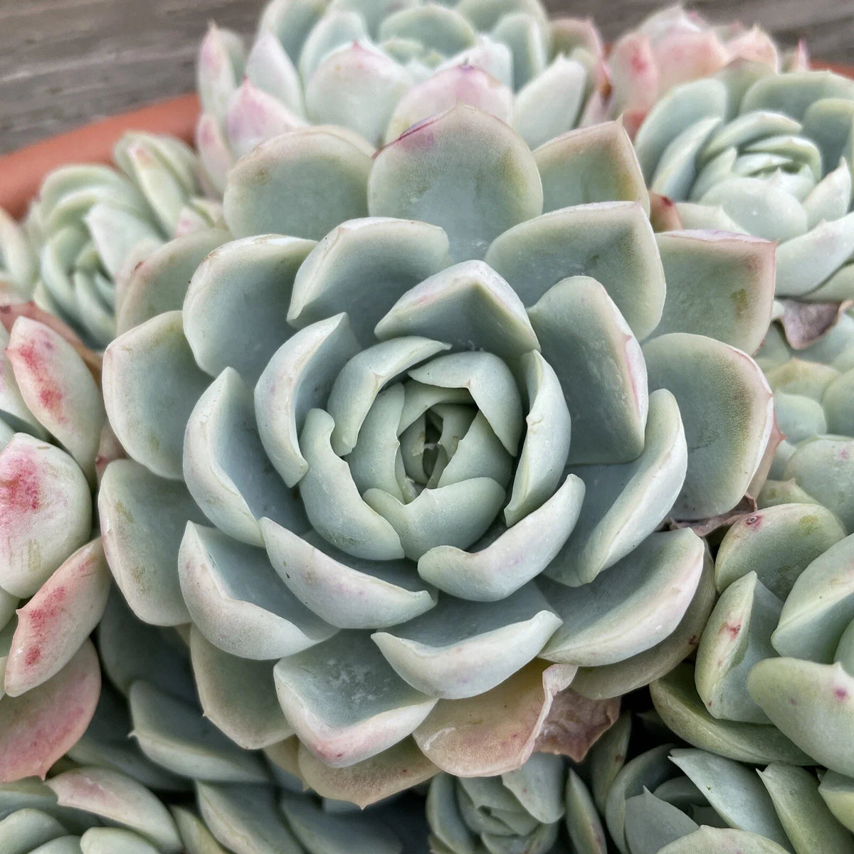 Echeveria Elegans Cutting 1-2" Mexican Snowball Succulent - Single Head Plant for Indoor/Outdoor Gardening